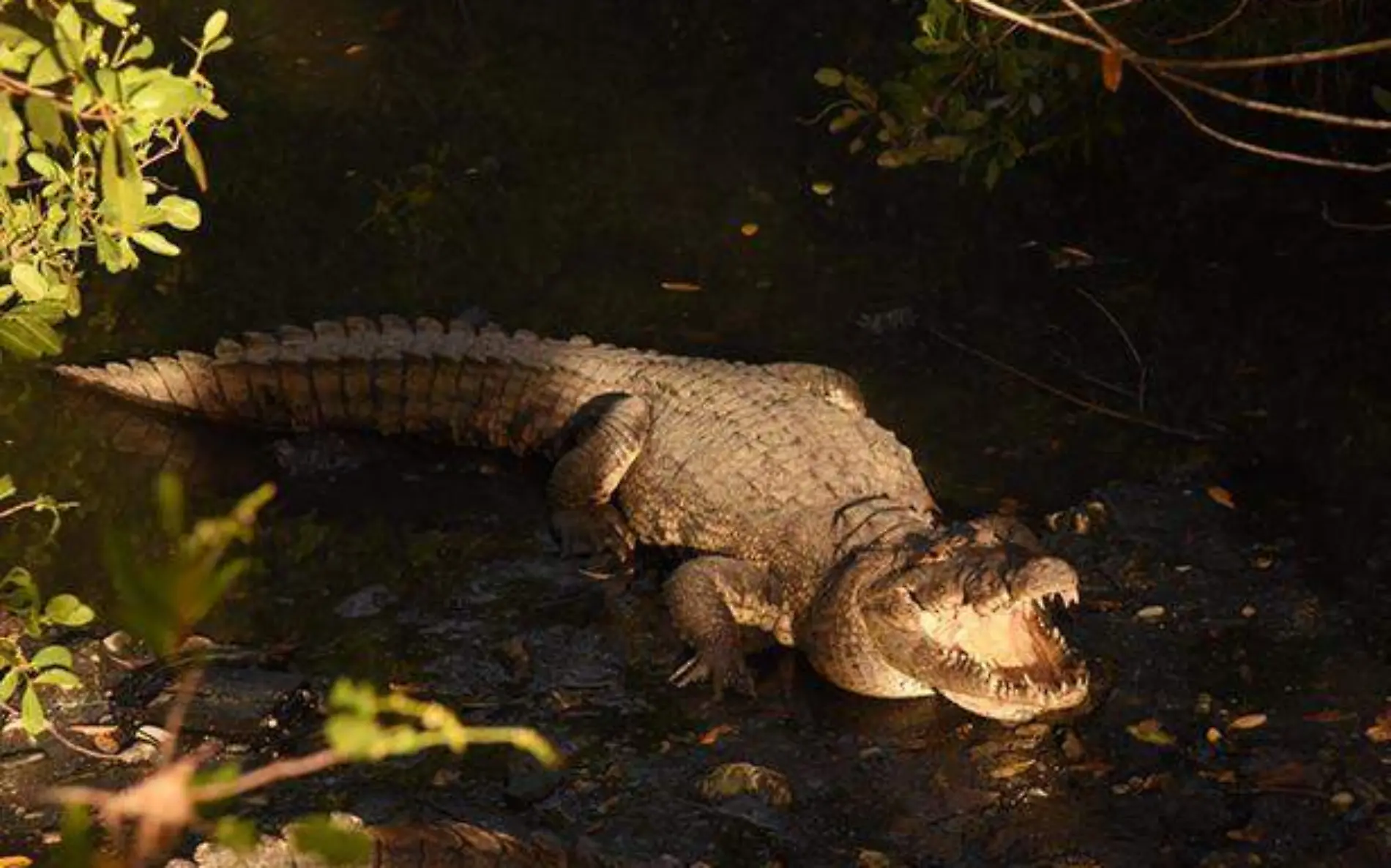 Cocodrilos seguirán siendo un atractivo en Tampico